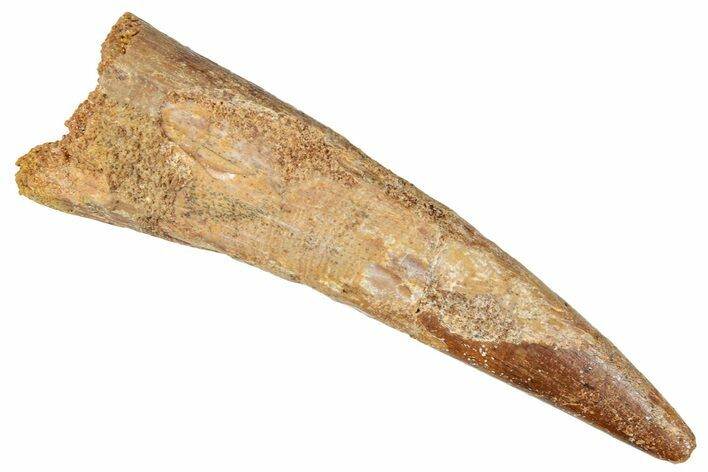 Huge, Fossil Pterosaur (Siroccopteryx) Tooth - Morocco #274346